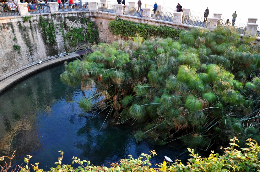 Siracusa - fonte Aretusa.JPG